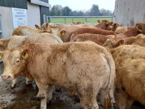 20 Charolais Bullocks - Image 3