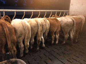10 Continental Bullocks - Image 2