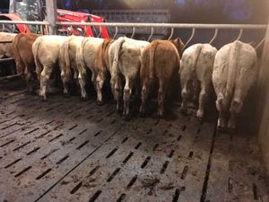 10 Continental Bullocks - Image 3