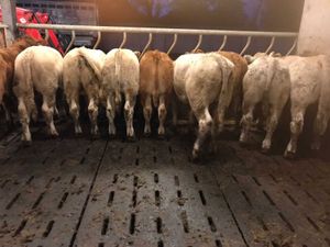 10 Continental Bullocks - Image 4
