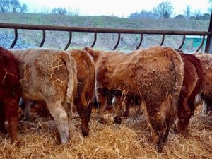 Super Bull Weanlings - Image 2