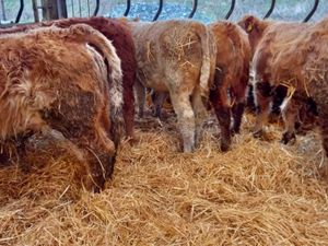 Super Bull Weanlings - Image 3