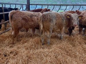 Super Bull Weanlings - Image 4