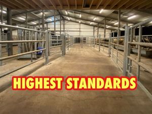 Super Charolais Cattle - Image 2