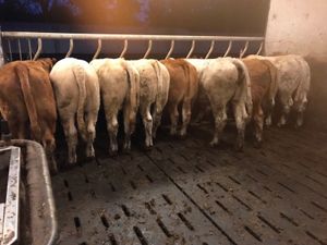 Super Charolais Cattle - Image 3