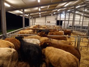 Super Charolais Cattle - Image 4