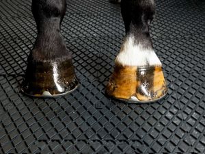 EASYFIX Equine Horse Walker Flooring - Image 4