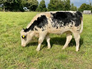 CHEAP COWS - Image 2