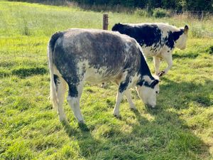CHEAP COWS - Image 3
