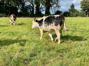CHEAP COWS - Image 4