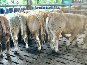 Super Bullocks - Image 2