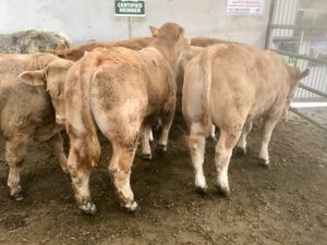 Super Bullocks - Image 3