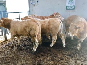 Super Bullocks - Image 4