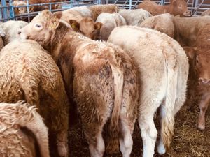 Mayo Weanlings - Image 2