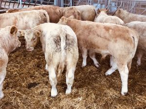 Mayo Weanlings - Image 4
