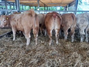 Super Heifers - Image 2