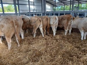 Super Heifers - Image 3