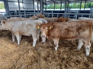 Super Heifers - Image 4
