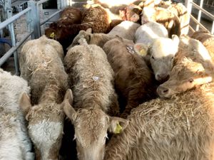 Bull Weanlings - Image 2