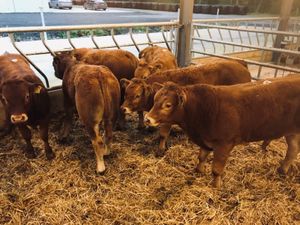 Bull Weanlings - Image 4