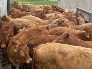 Exceptional Heifers - Image 2