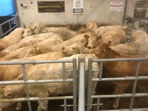 Super LMX Heifers - Image 2