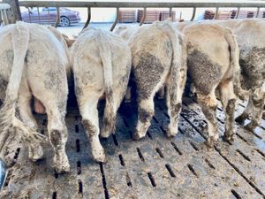 Super Bullocks - Image 2