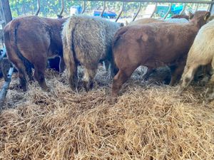 Super Bulls - Image 4