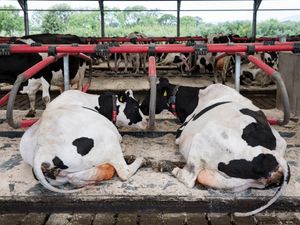 EASYFIX Cow Mattresses - Image 3