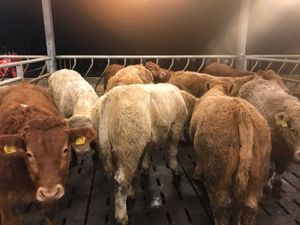 200 Continental Cattle in stock - Image 2