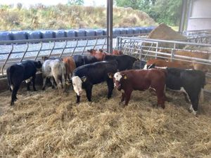 200 Continental Cattle in stock - Image 4