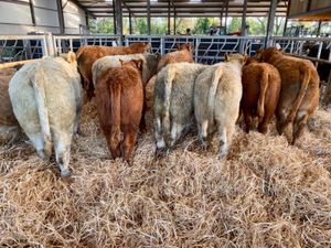 Top Class Bulls - Image 3