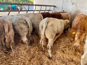 Runner Bulls - Image 4