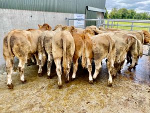 Super Bullocks - Image 3