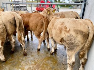 Super Bullocks - Image 4