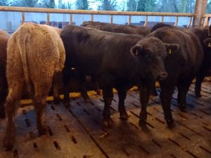 Angus Bullocks - Image 3