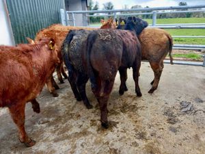 Light Heifers - Image 4