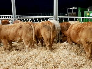 Super Heifers - Image 2
