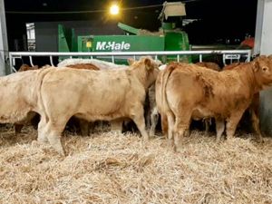 Super Heifers - Image 3