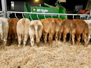 Super Heifers - Image 4