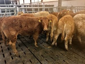 Lovely Heifers - Image 2