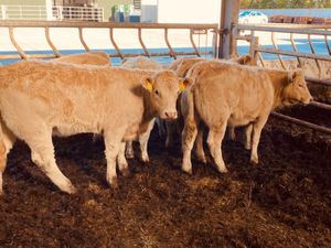 250kg Heifers - Image 3