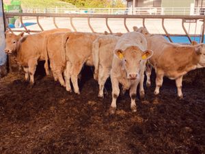250kg Heifers - Image 4