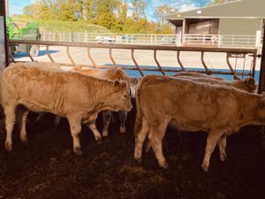 250kg Heifers - Image 2