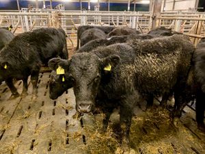 12 Angus Bullocks - Image 2