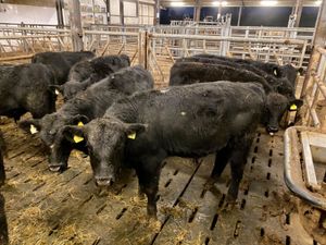 12 Angus Bullocks - Image 3