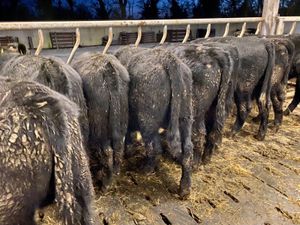 12 Angus Bullocks - Image 4