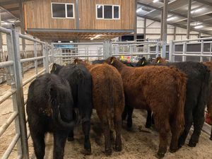 Angus Heifers - Image 2