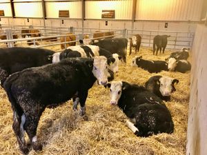 Hereford Bullocks - Image 2