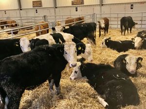 Hereford Bullocks - Image 3